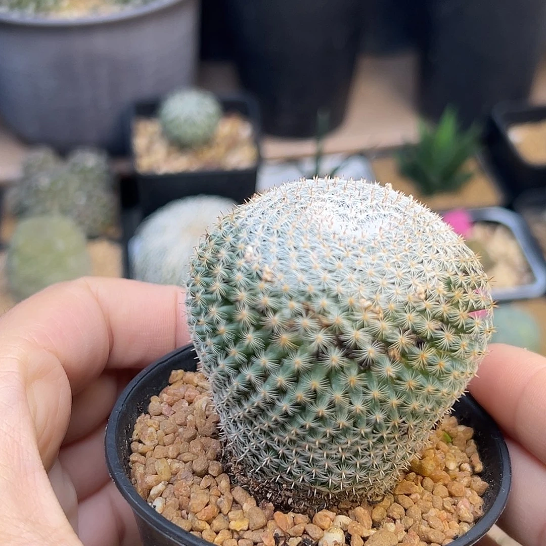 雪娟丸实生球一颗一颗