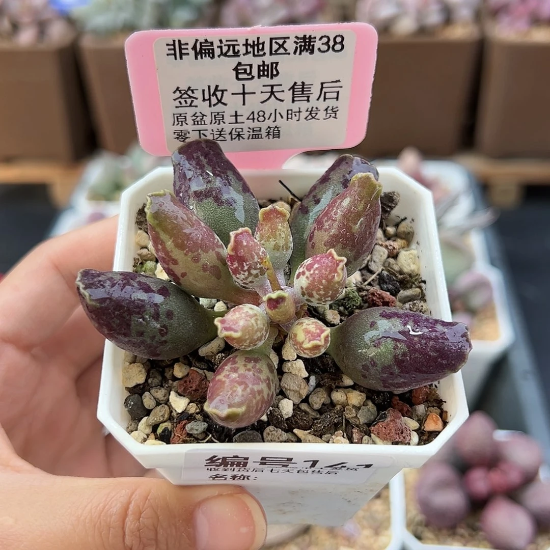 141紫肌海豹二代多肉