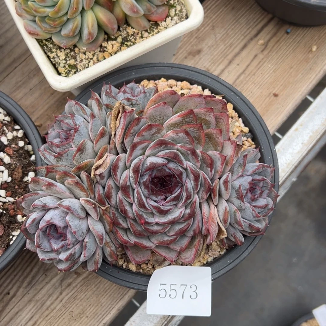 爱****】5573肉肉肉肉肉肉肉