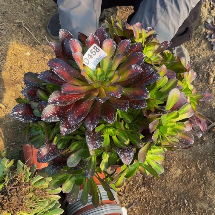 458花纳量多肉法师不包断枝