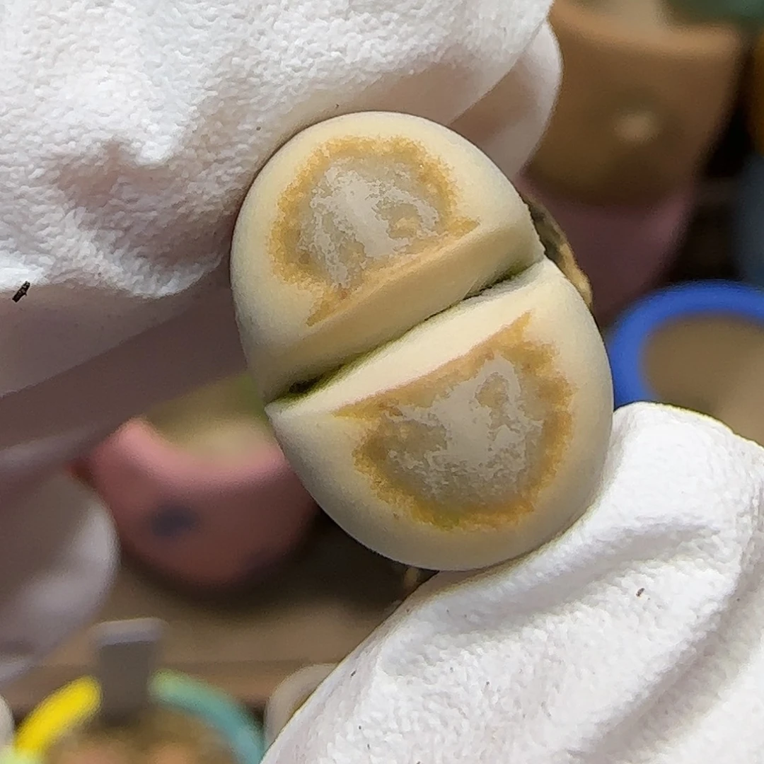 11.21.c216饼干.9005尺寸1.6cm上播福利