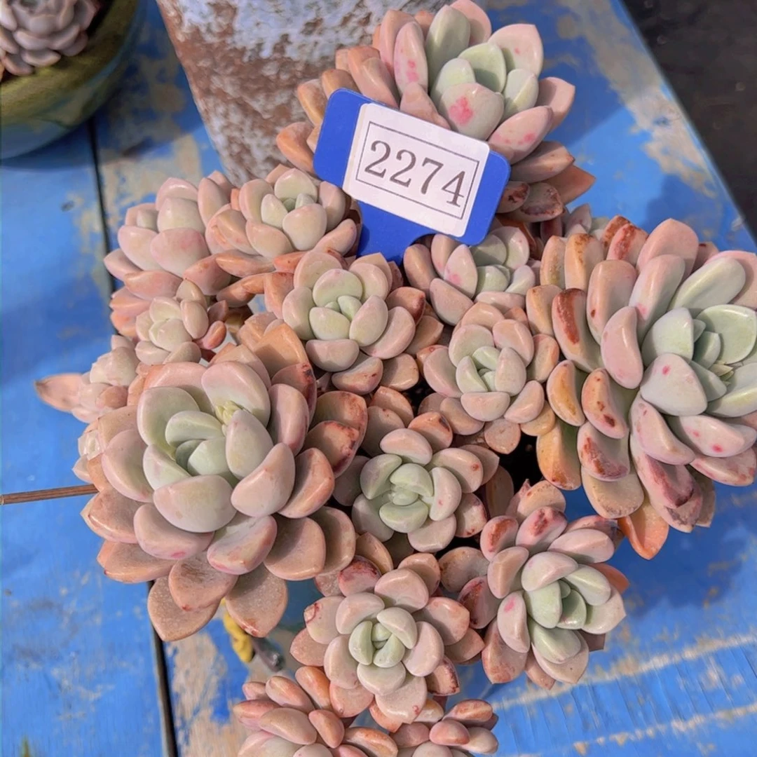 小*花瓣路2274一物一拍