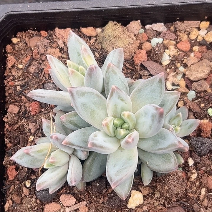 美人特价一物一拍