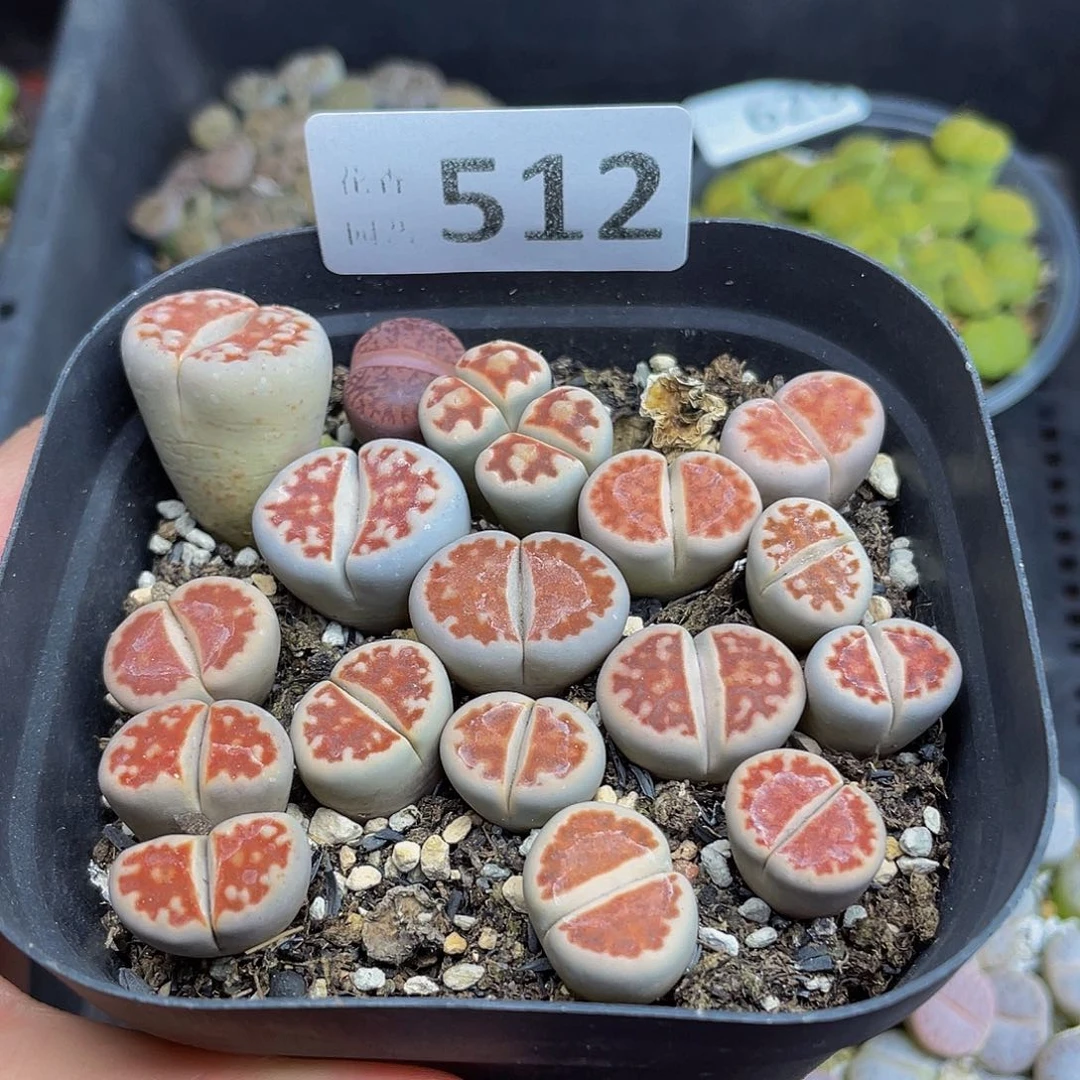 5120000000花花花花花花花