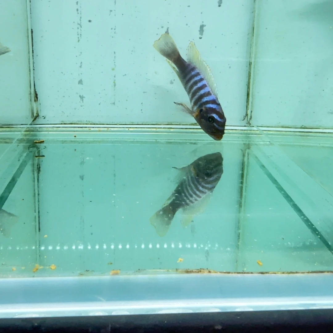 慈鲷1031伊孔贝费恩。