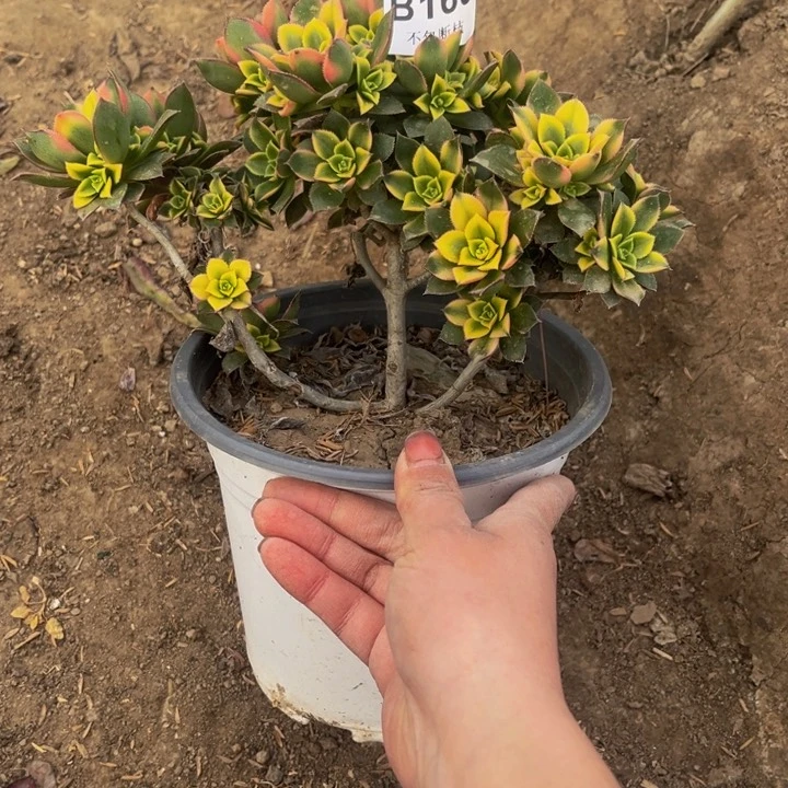 169烟日辉多肉法师不包断枝