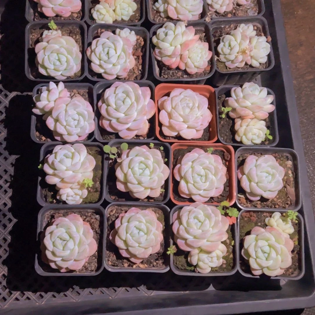 豆*仔多肉植物，没有售后，介意勿拍，