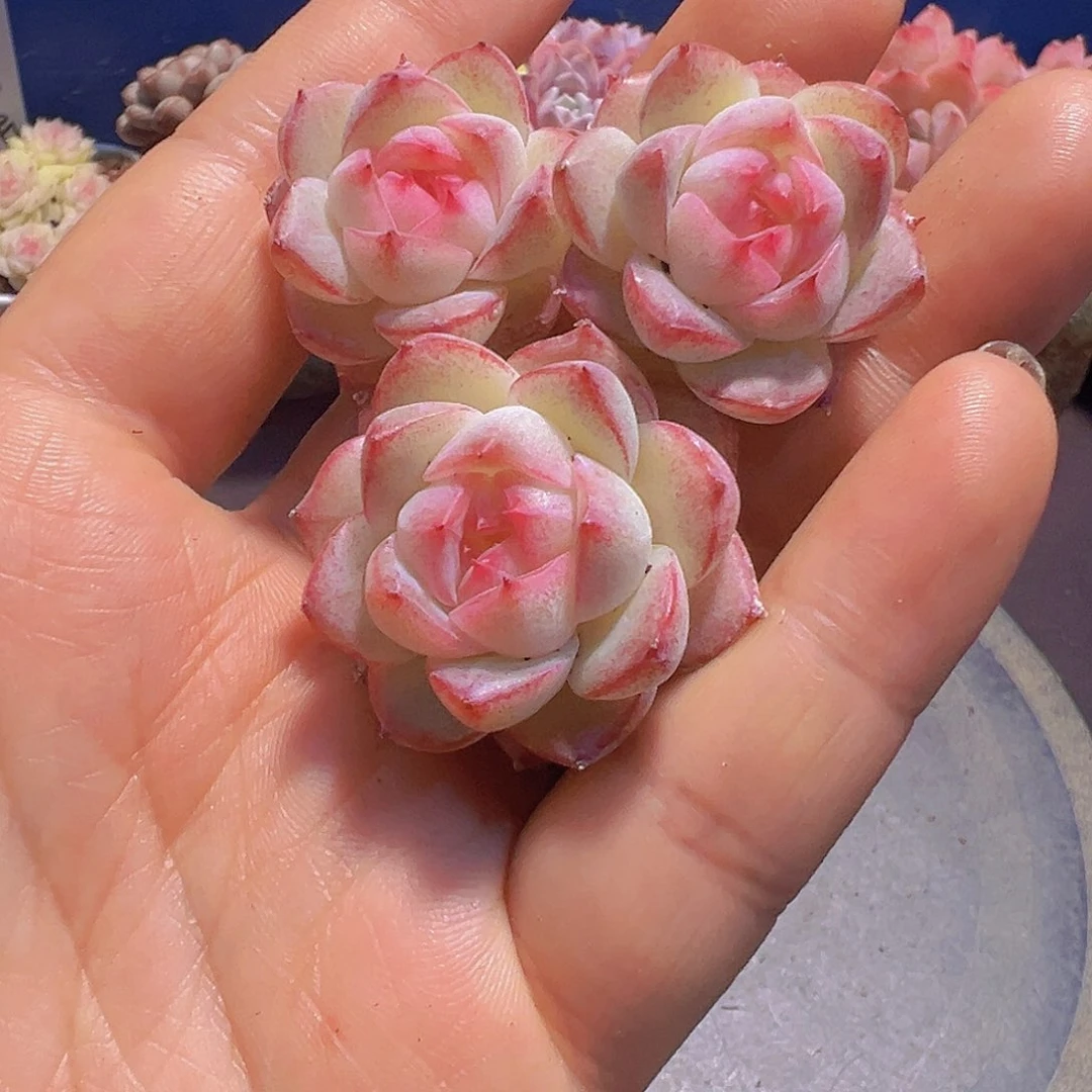 虎***战女王珍妮，裸根发货，