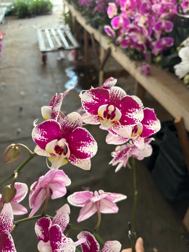 蝴蝶兰——(巴塞罗娜)开花发货