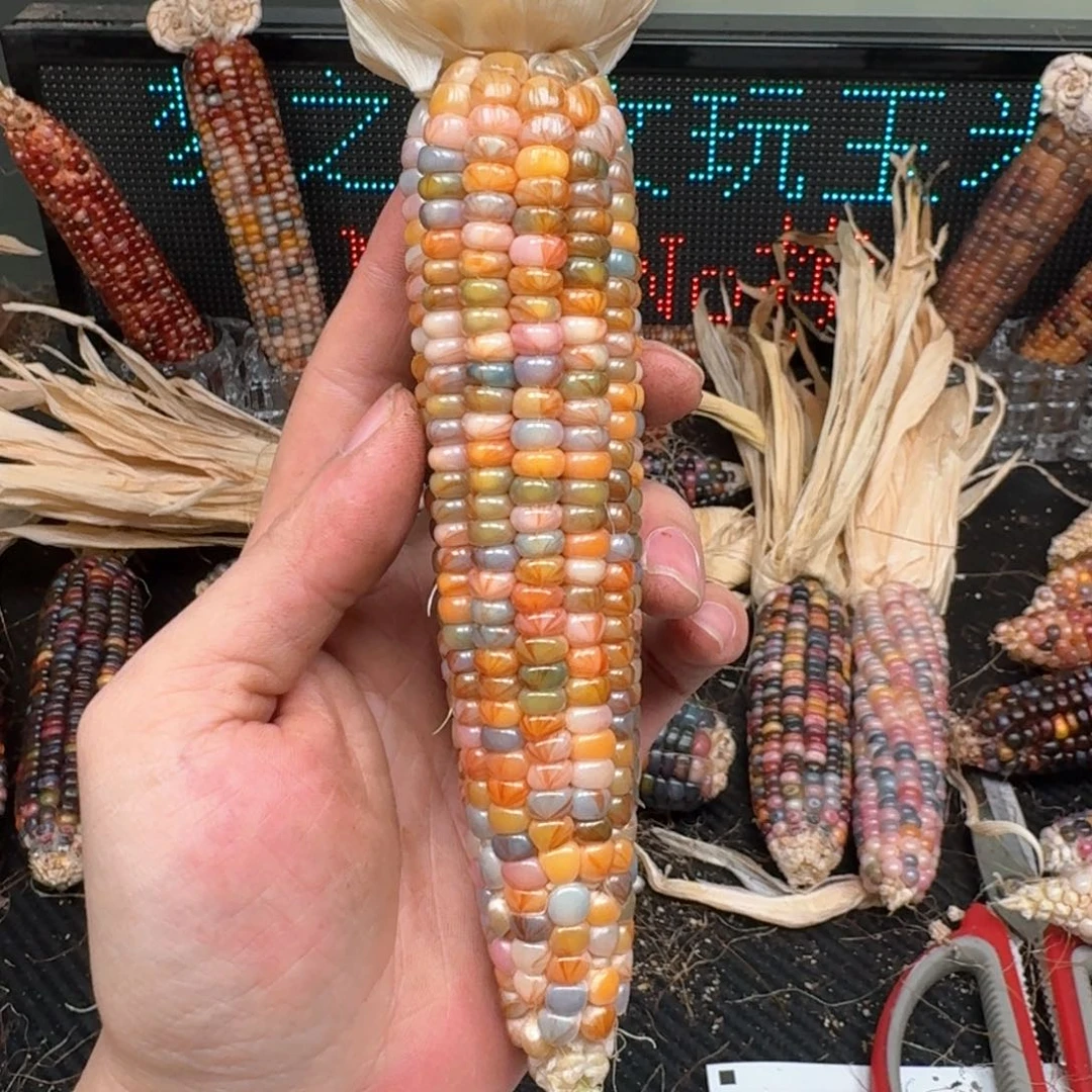 柏香籽/百香籽吊坠克***贝