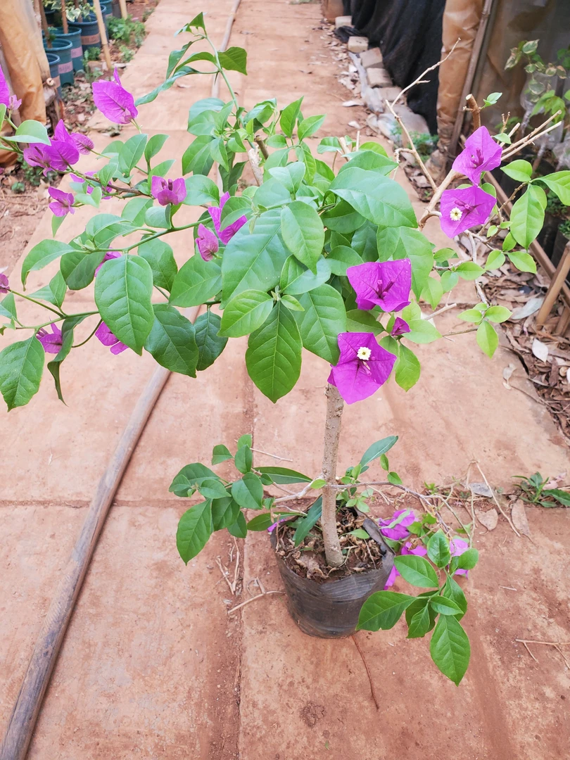 三角梅直播一物一拍