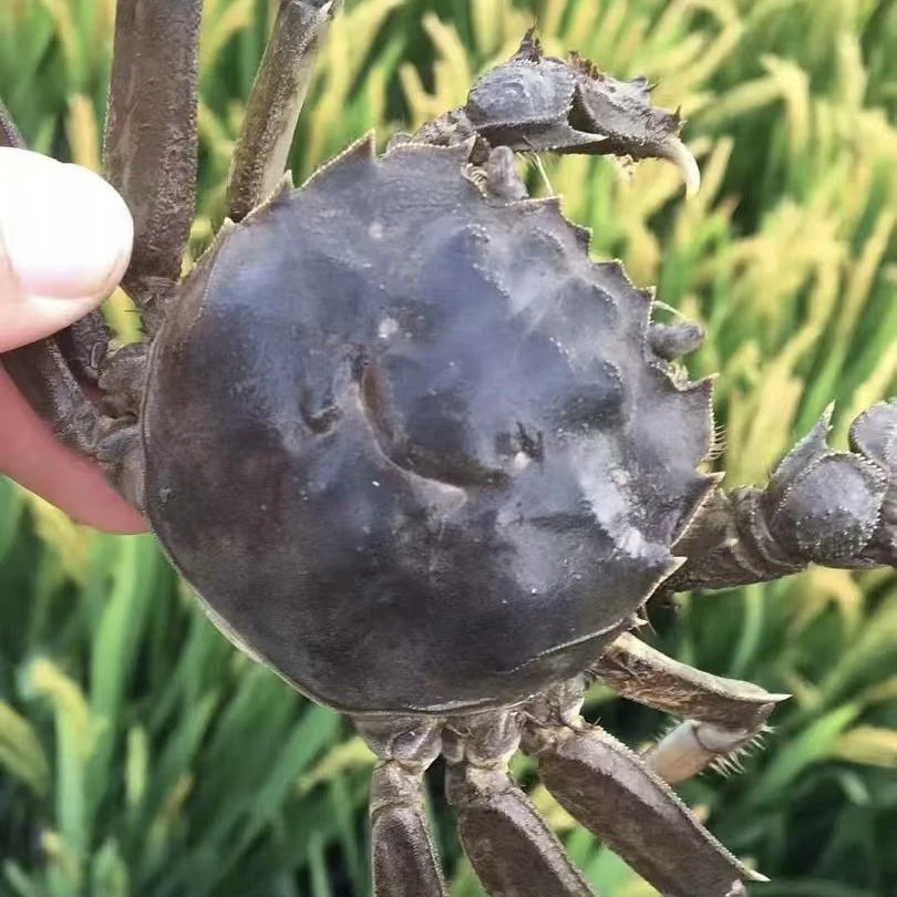 【活蟹】盘锦河蟹全母蟹1.4-1.6两3斤装20-23只