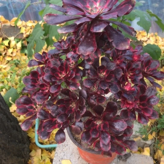 小***孃无花朵香奈儿法师多肉植物365号