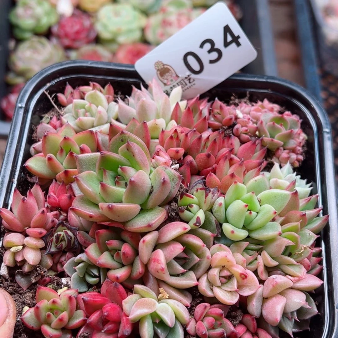 多肉植物多肉植物