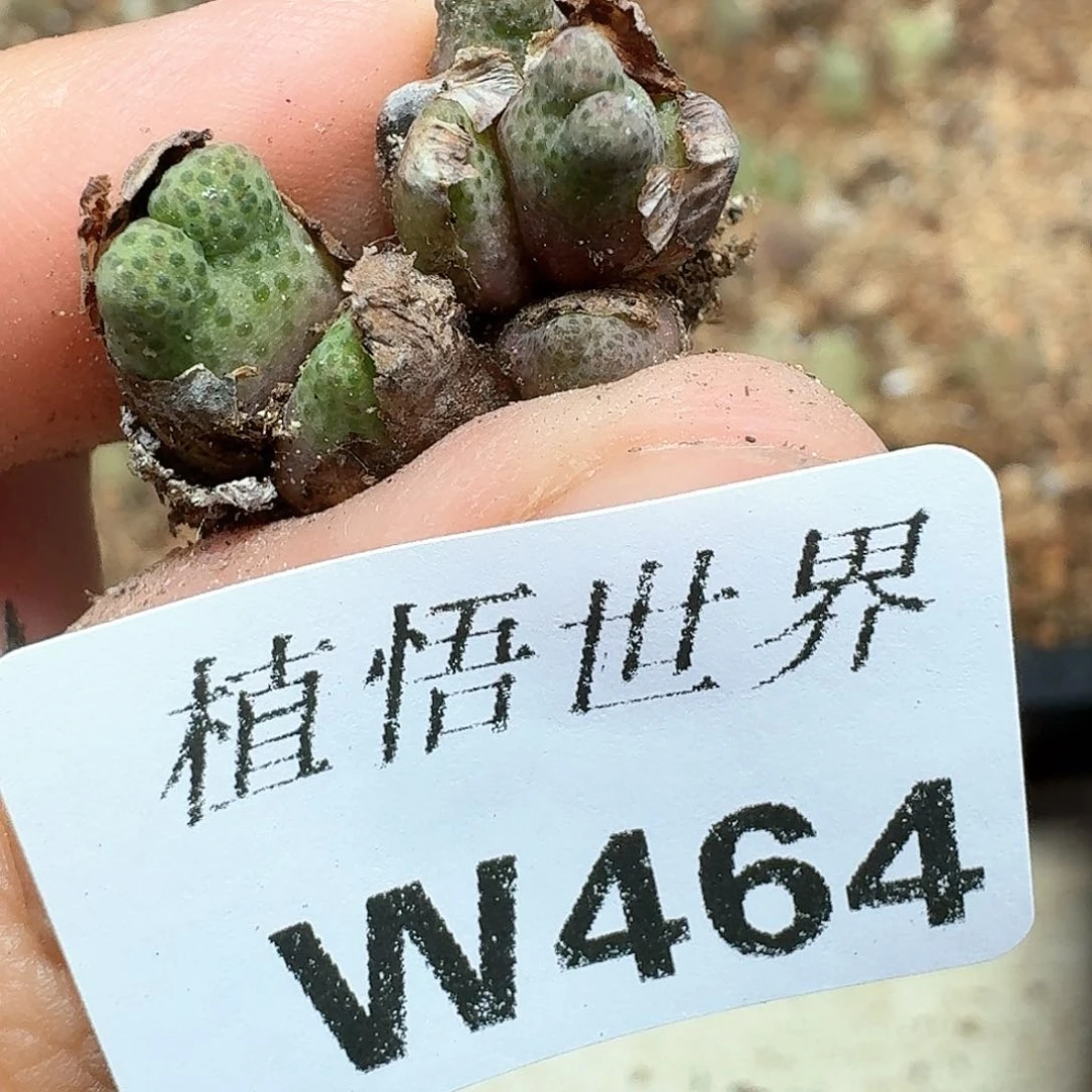 多肉植物的润泽额c