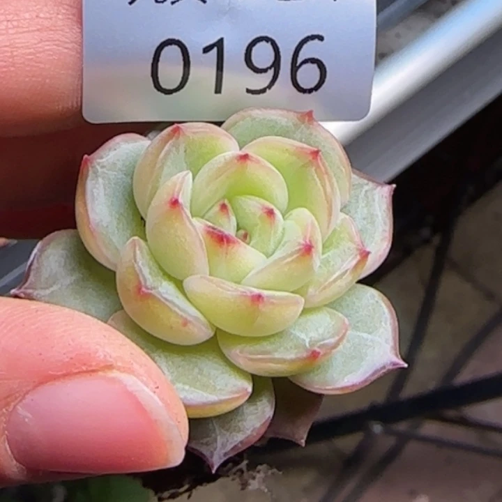 196     珍妮括号