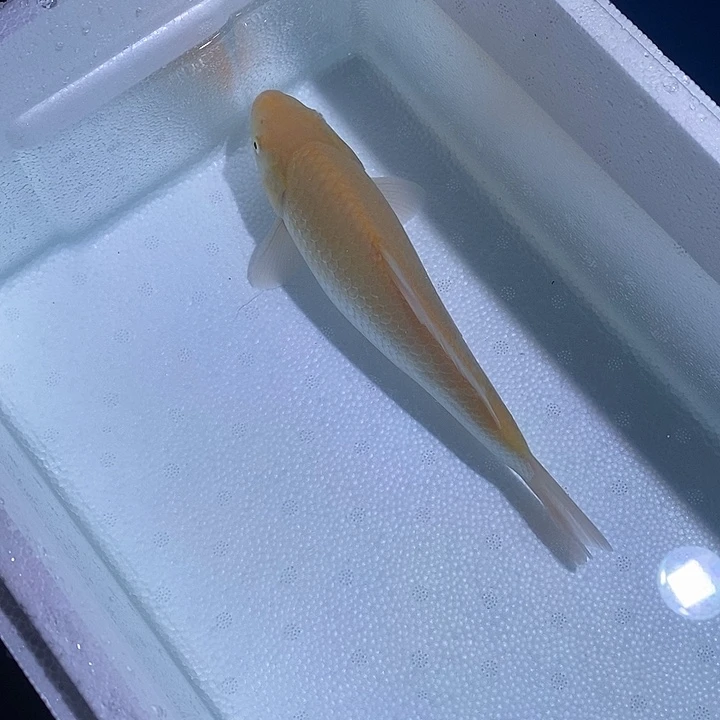 锦鲤锦鲤活鱼开箱包活