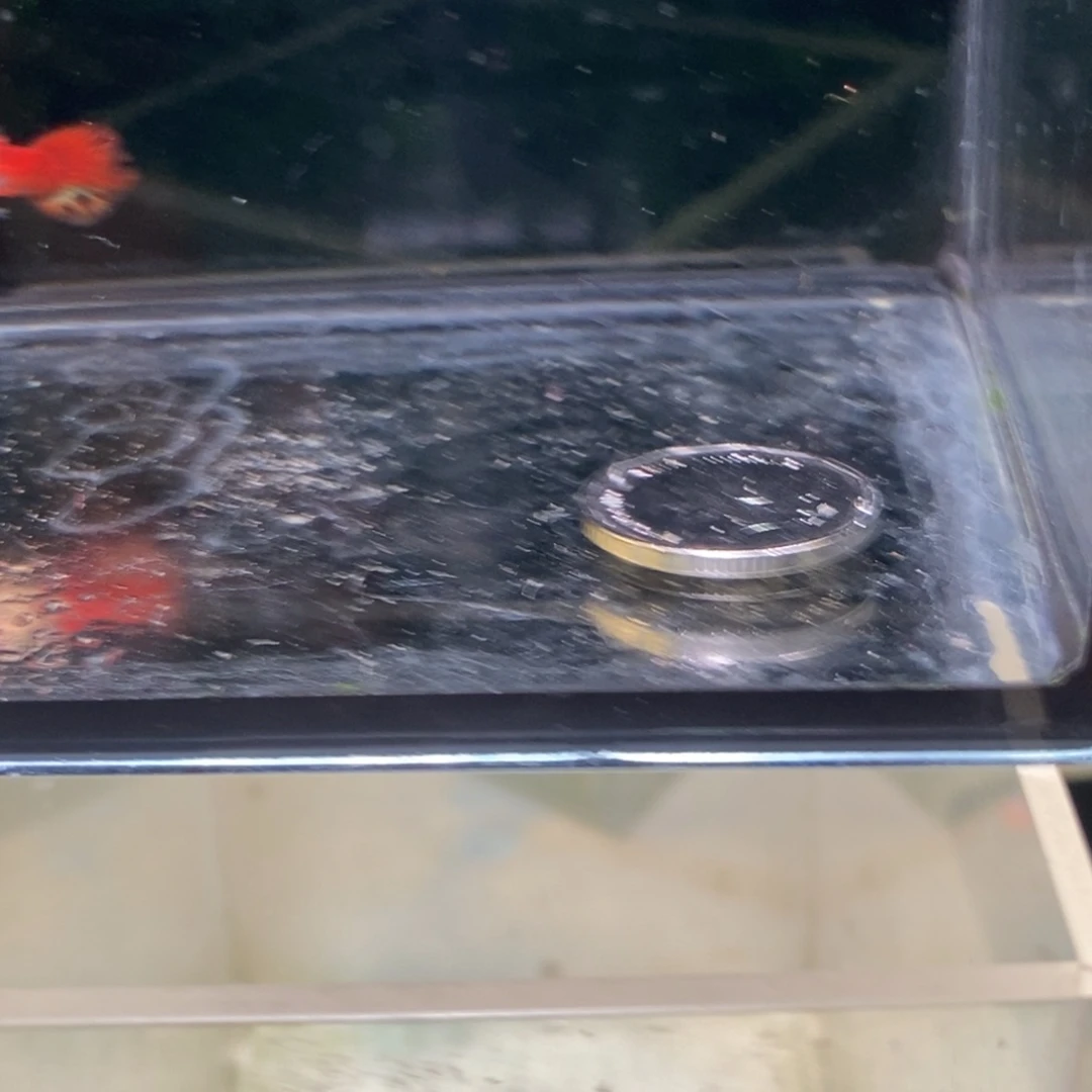 孔雀鱼银河琉璃球体一对比较小