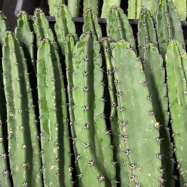 黑刺袖铺实生一代侧芽