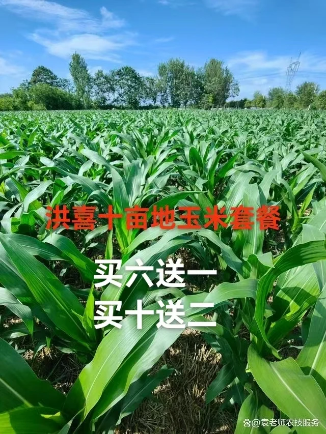 买十送二洪喜十亩地玉米高产套餐叶面肥