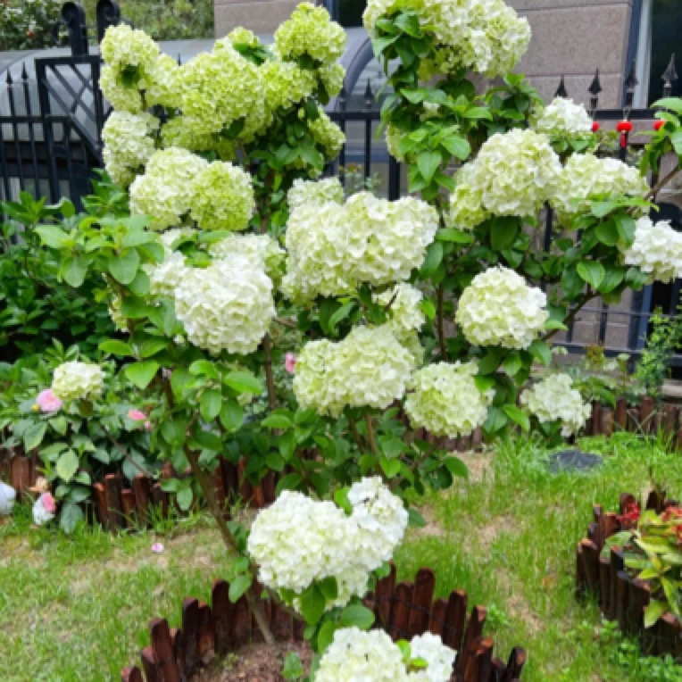 木绣球大花斗球庭院观赏植物盆栽地栽