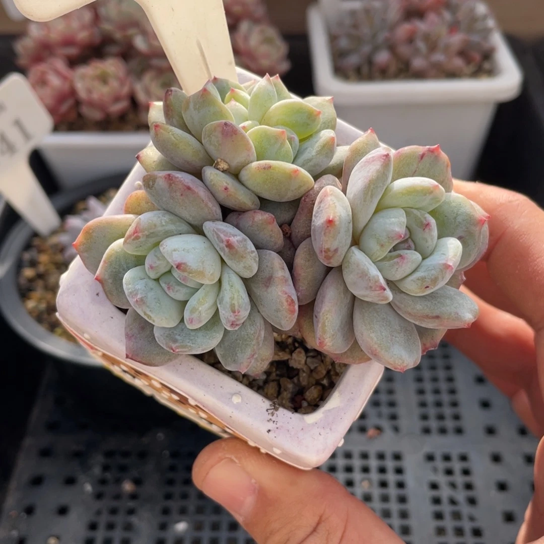 067橙子石化不带盆7厘米