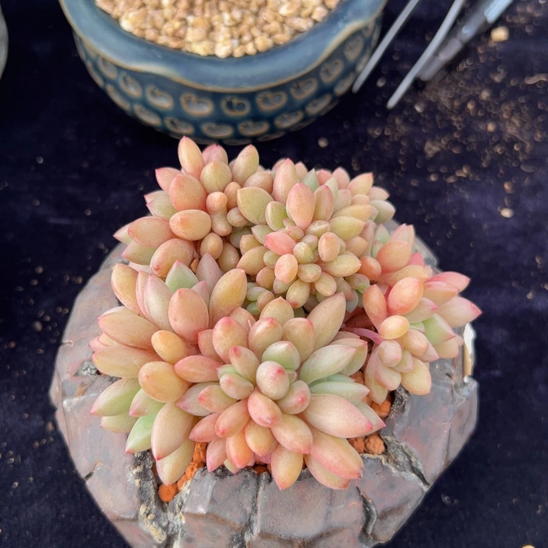 新年快乐 新年快乐