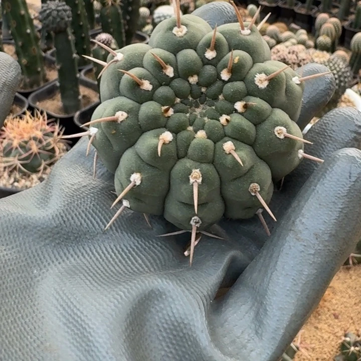 仙人球，三刺玉，有根