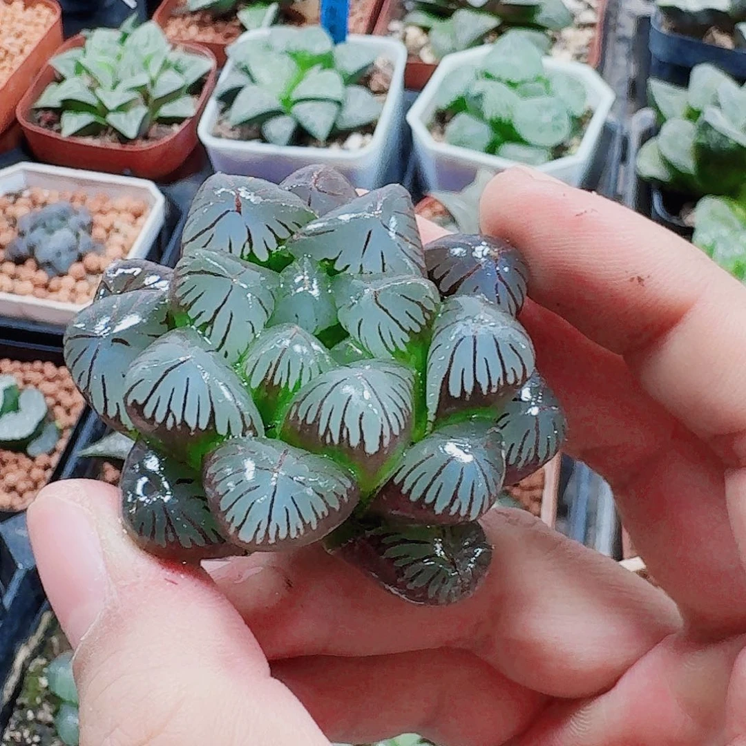 无花朵十二卷 实生冰灯 福利