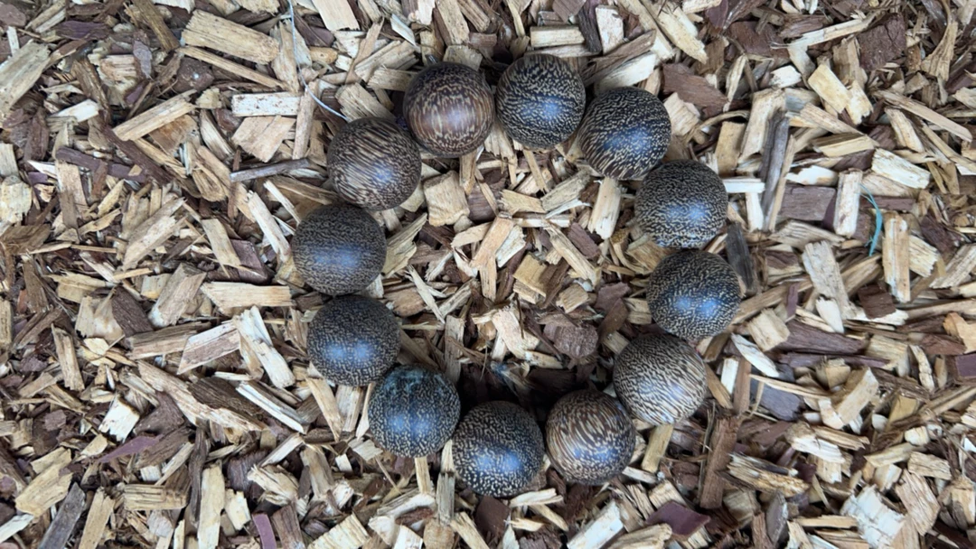 沉香l6 福莱精选高端文玩