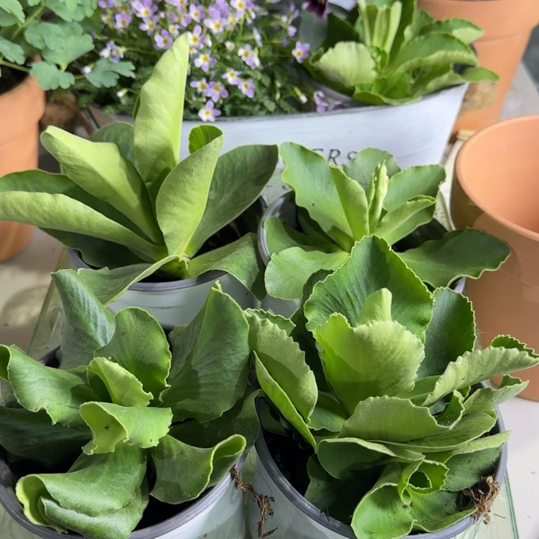 盲盒4盆耳叶不带花介意勿拍