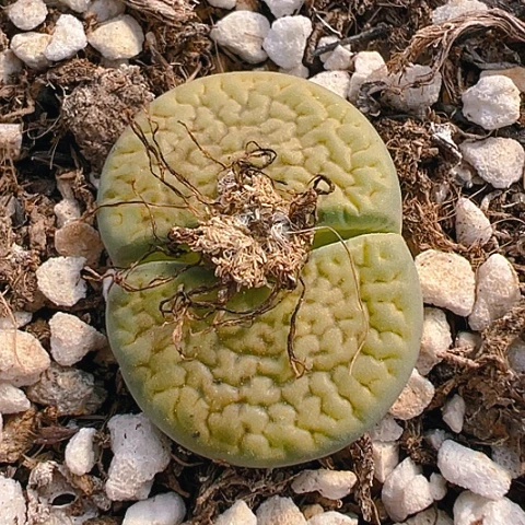 【闪购商品】阿*6934，