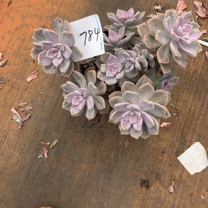 芬***芬紫乐锦784晓晓一物一拍冷链