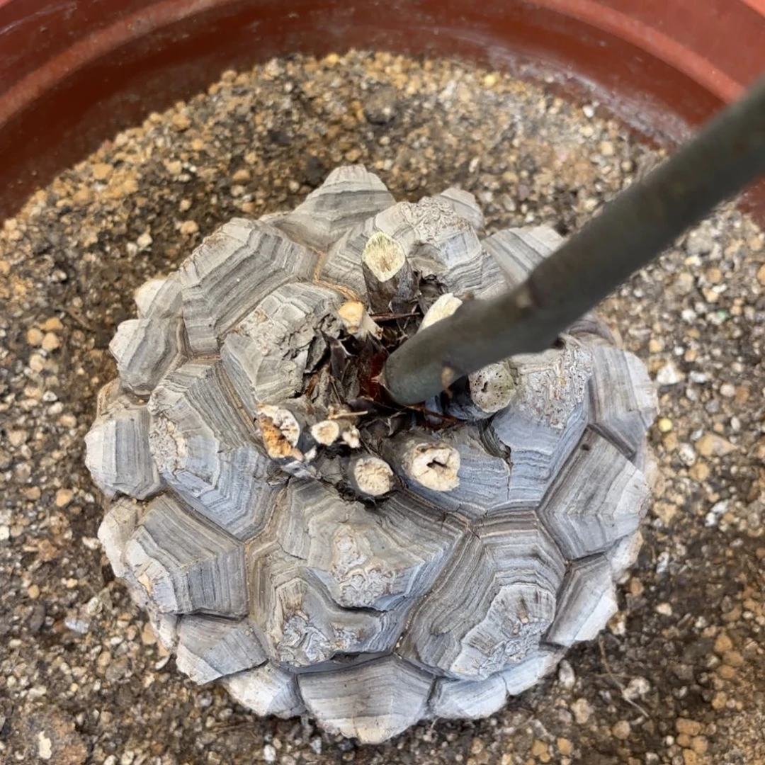 6号龟甲龙带盆包邮