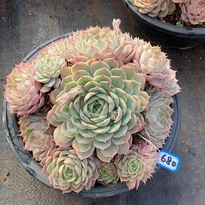 680昂斯诺一物一拍多肉