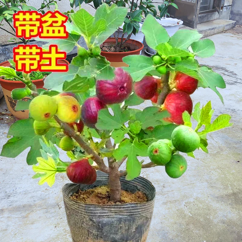 盆栽无花果树苗【直播间一物一拍】原盆原土当年结果好养易活