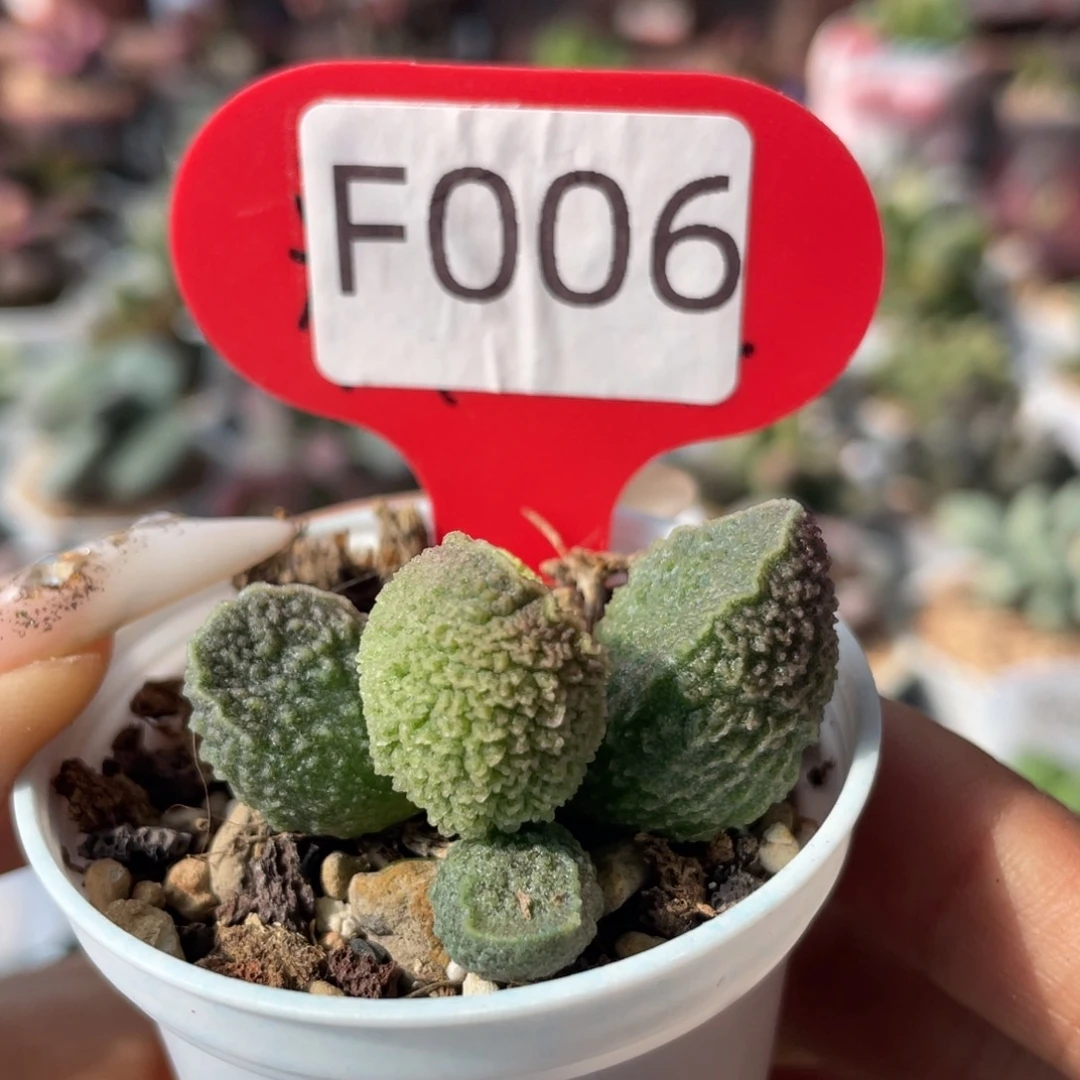 肉*君    兰陵王。 F006。