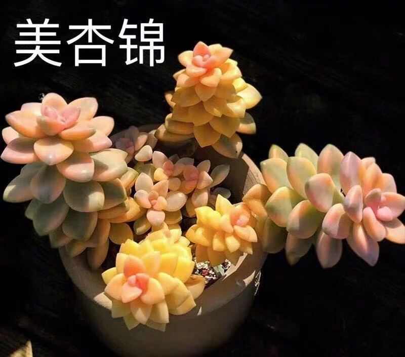 【美杏锦】脱土发货 云南维维多肉 新手好养 心花怒放 多肉植物