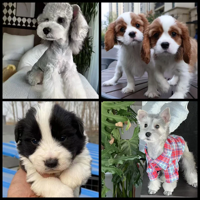 【汇宝萌宠】边境牧羊犬宠物雪纳瑞宠物狗狗小体比熊宠物活体