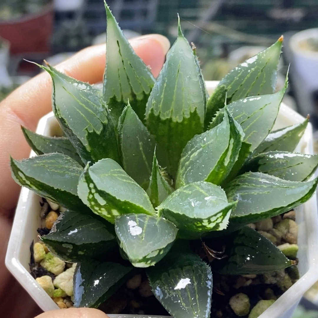 裹般若实生寿一物一拍