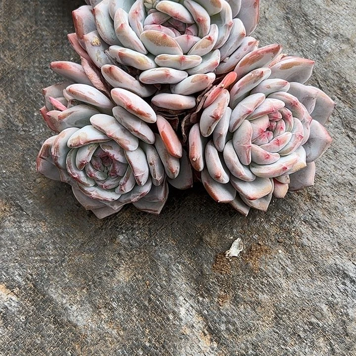 【闪购商品】开播福利