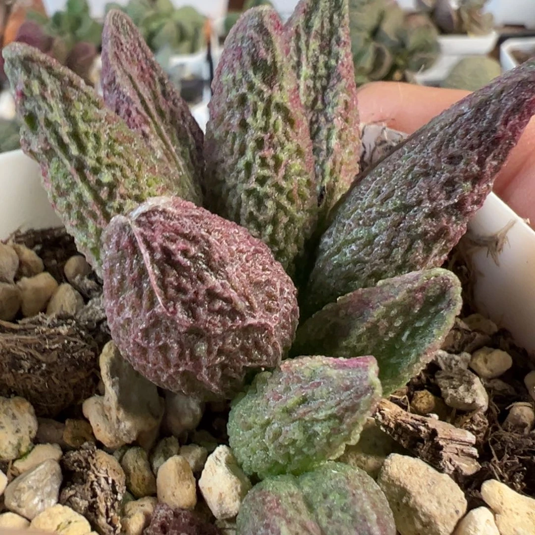 实生新品多肉植物水泡实生新品