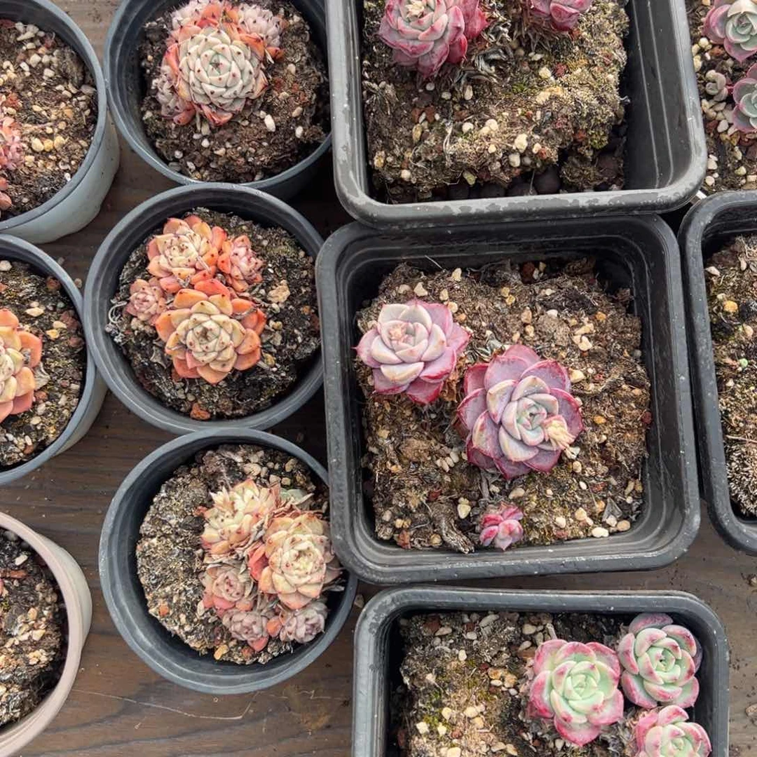 2头梅花。纱罗脱土666