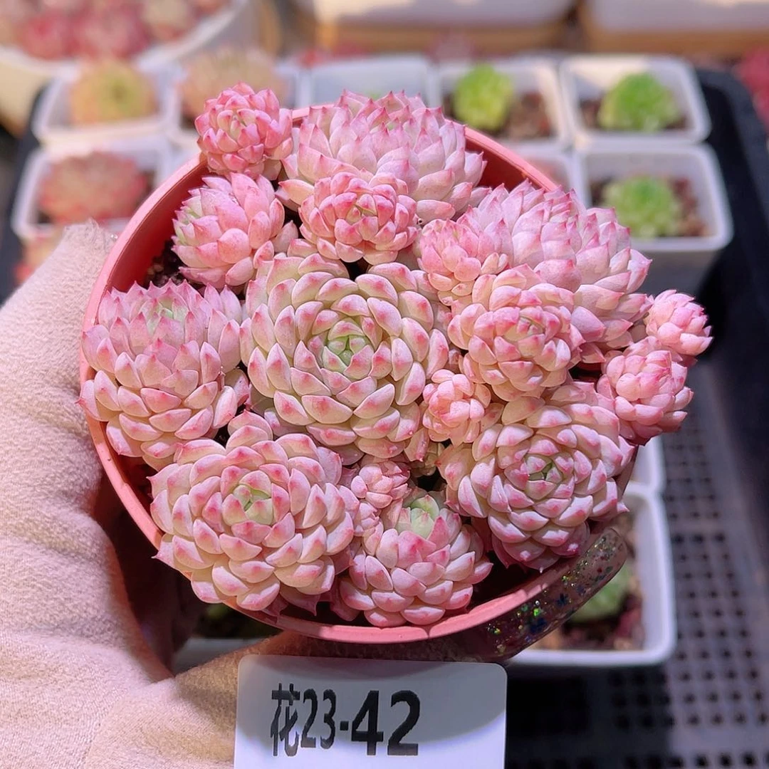 花利美23-42小粉莓