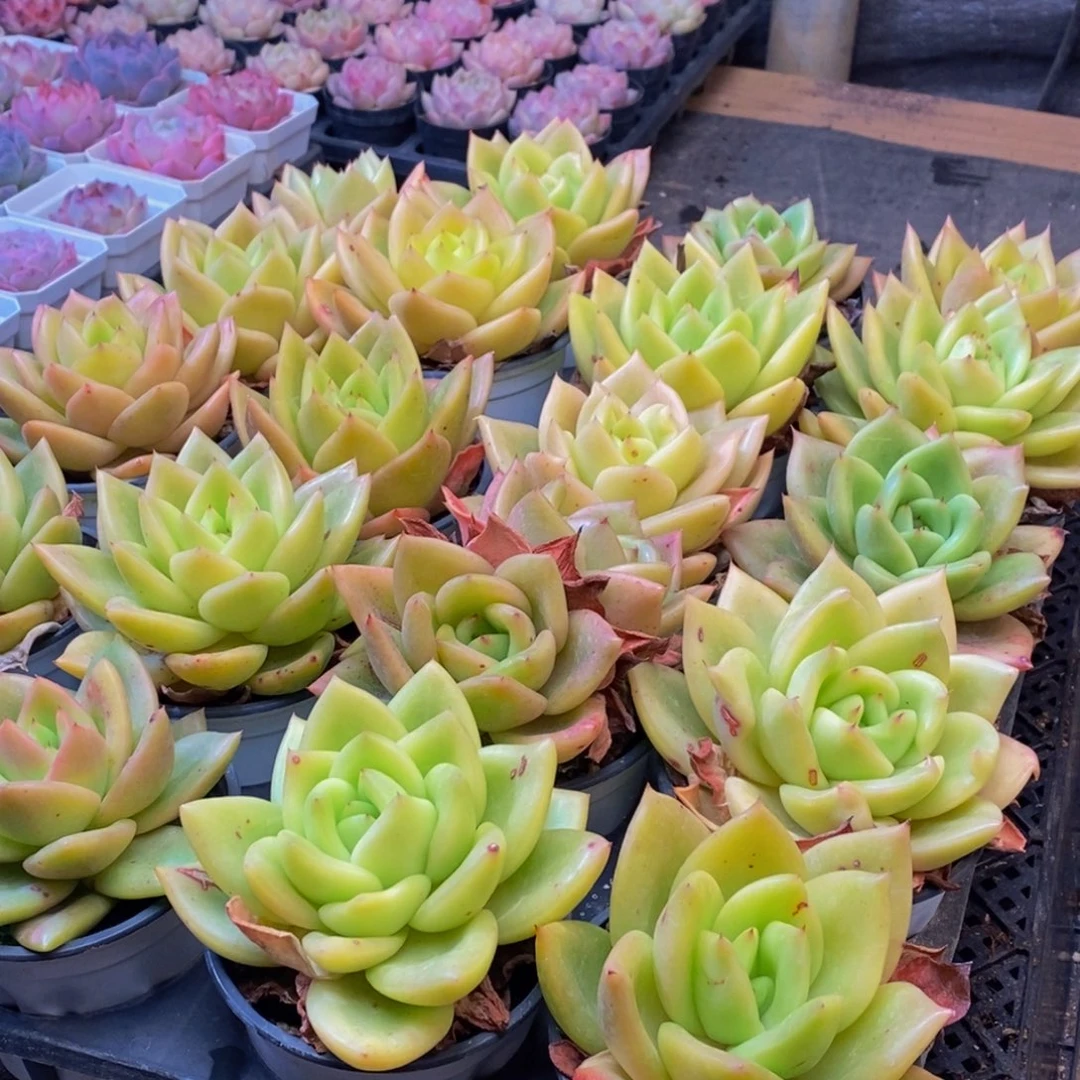 915；多肉植物保护研究所两年量拍5颗