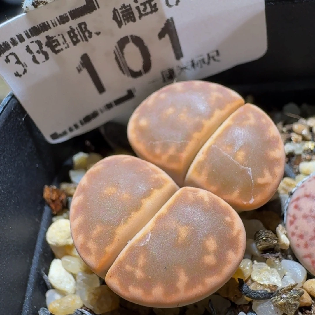 Ssss精品生石花101