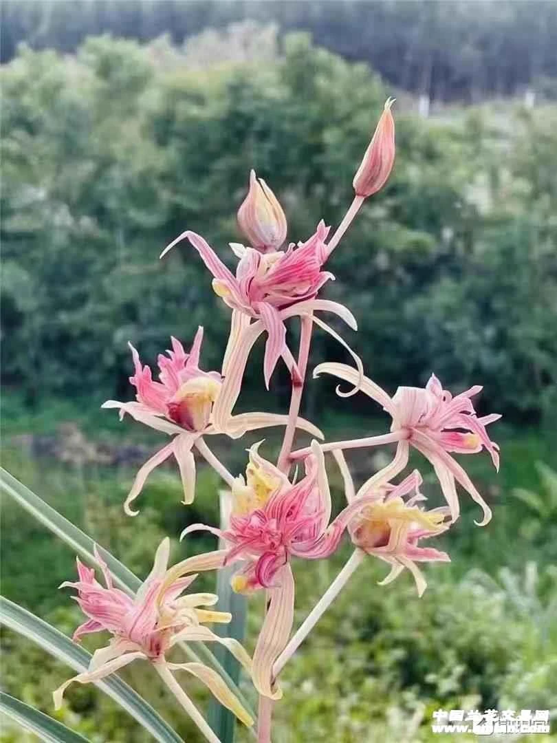 寒兰名品，火麒麟