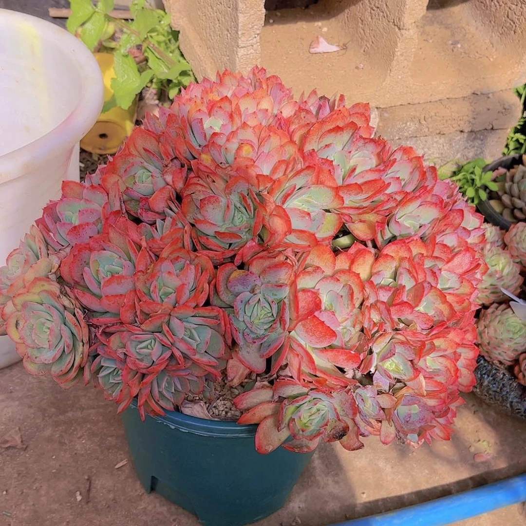 红陶红*多肉植物组合