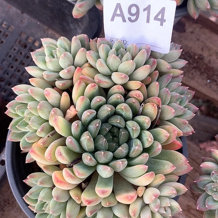 重****肉甲骨文群A914号lll