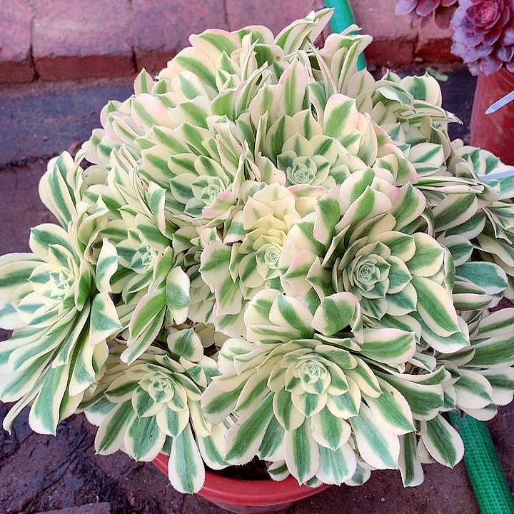 迈巴赫，多肉植物